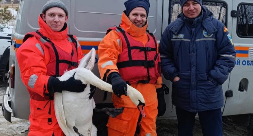 В Челябинской области спасатели вытащили раненого лебедя из замёрзшего пруда