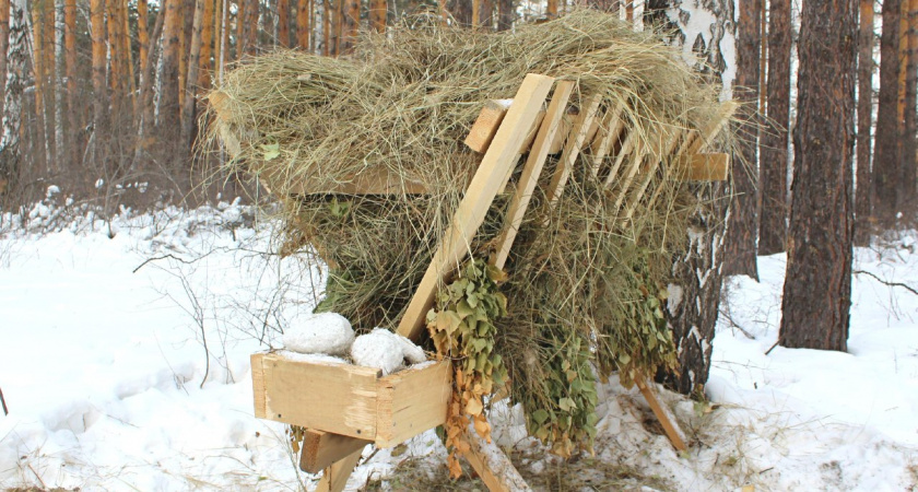 В южноуральских заказниках для животных разложили сено и соль