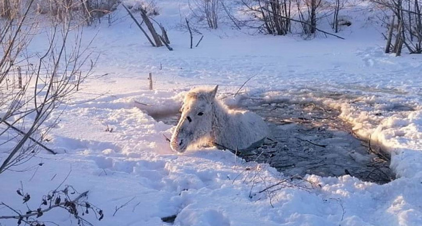 В Челябинской области спасатели вытащили лошадь из ледяной воды