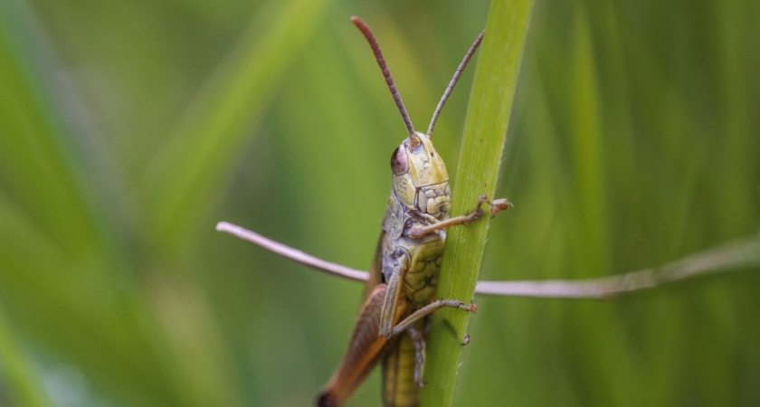 Неожиданная угроза для Челябинской области: в регионе ожидается нашествие саранчи из-за аномальной зимы