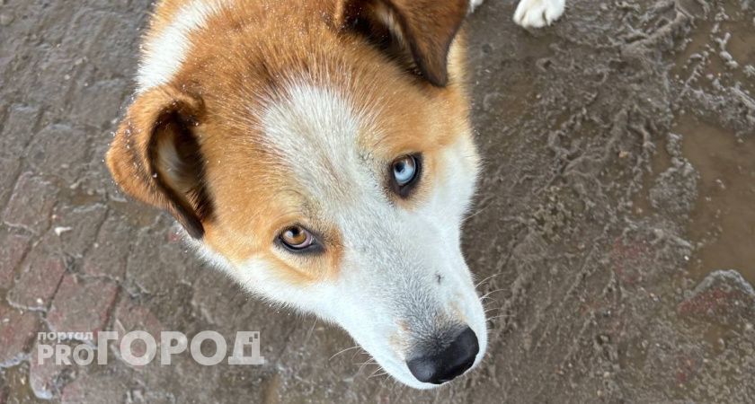 В Челябинской области зафиксировали клещей на собаках