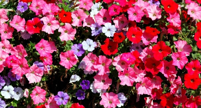 Петунии и пионы в пролете: аромат этого многолетника на 5 км в округе – растет даже в тени
