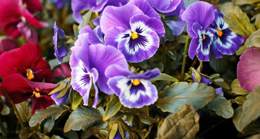 Цвести будет очень долго и пышно. Вот чем лучше всего подкормить фиалки