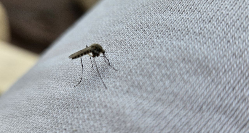 Челябинцы жалуются на комаров в зимний период из-за затопленного подвала