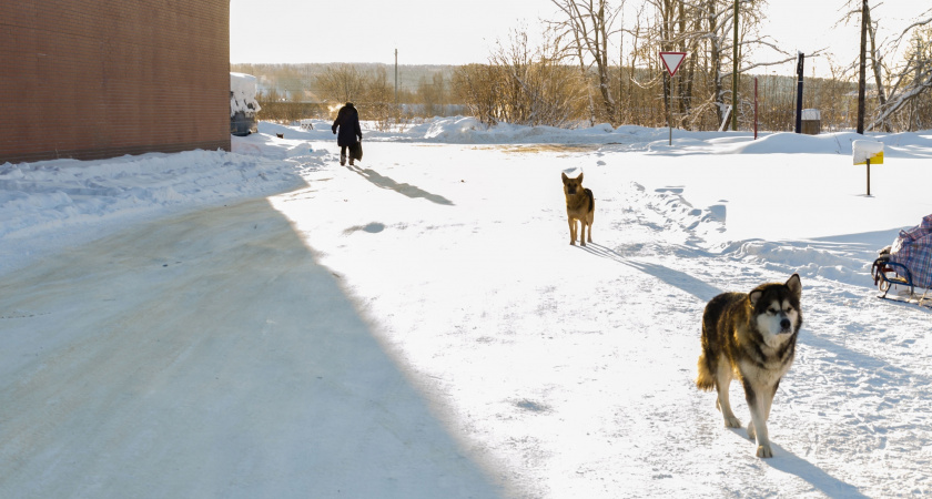 Челябинские чиновники должны выплатить 100 тысяч рублей за нападение бродячих собак на подростка