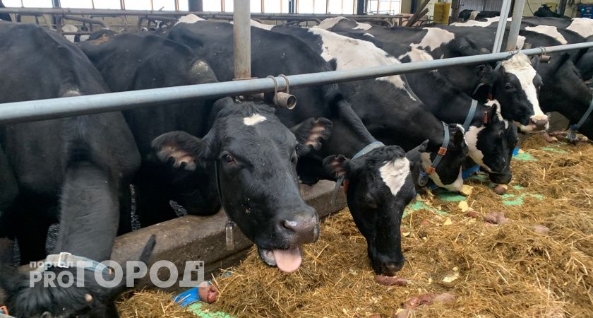 180 миллионов рублей на племенных коров: поддержка животноводства в Челябинской области