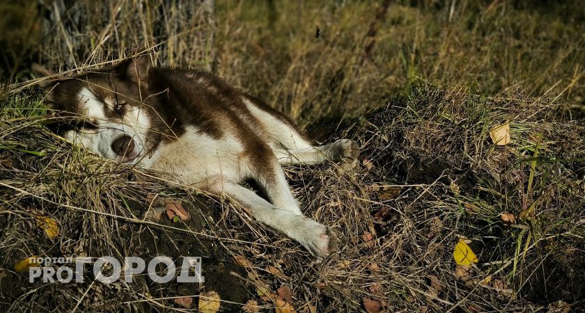 Жители Санкт-Петербурга помогли челябинским питбулям