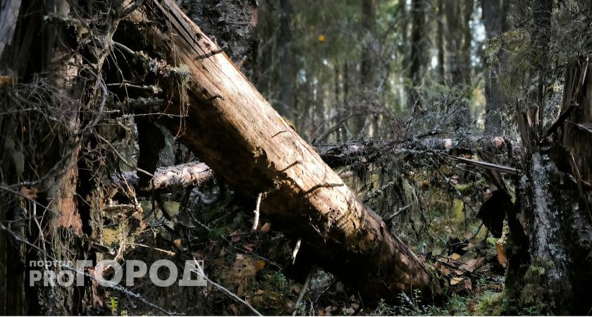 В Челябинской области задержали лесоруба-браконьера