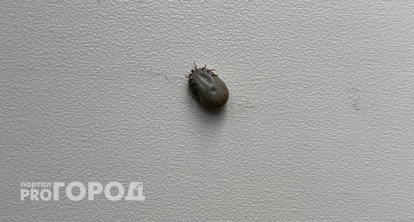 Челябинская область в топах по обращениям из-за укусов клещей