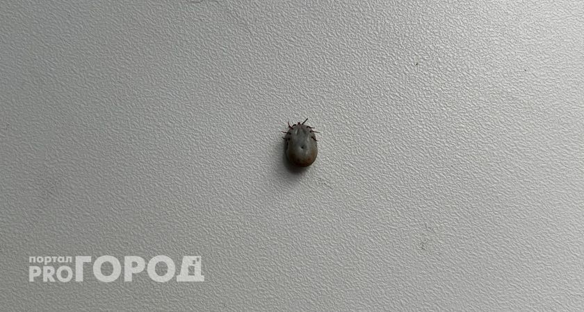 Общественные места Челябинска обработают от клещей