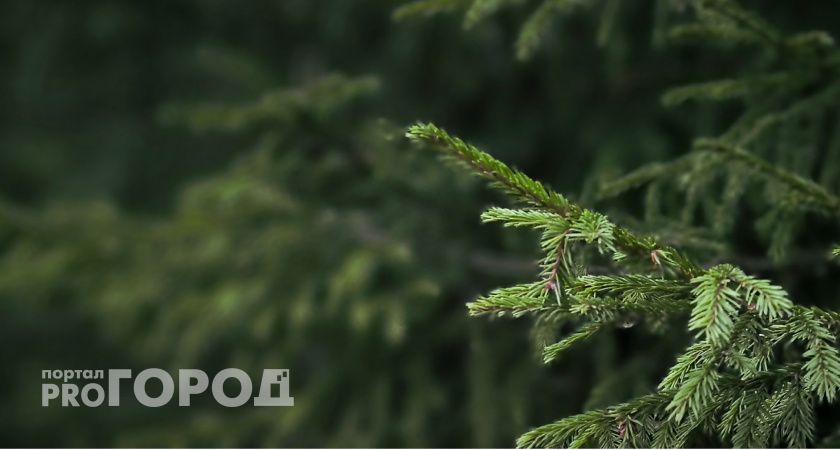 23 тысячи сосен посадили в Челябинской области в рамках “Сада Памяти”