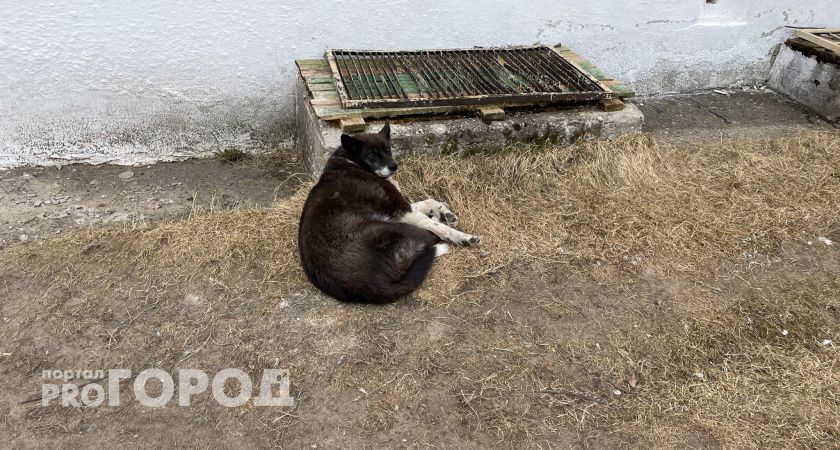 В Челябинской области прокуратура добилась компенсации для пенсионерки, пострадавшей от нападения бродячих собак