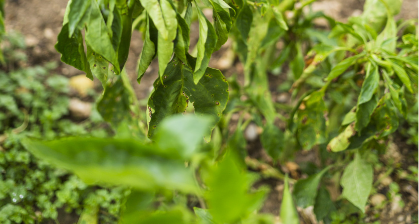Перцы после высадки поливаю именно этим настоем: урожая так много, что приходится раздавать соседям