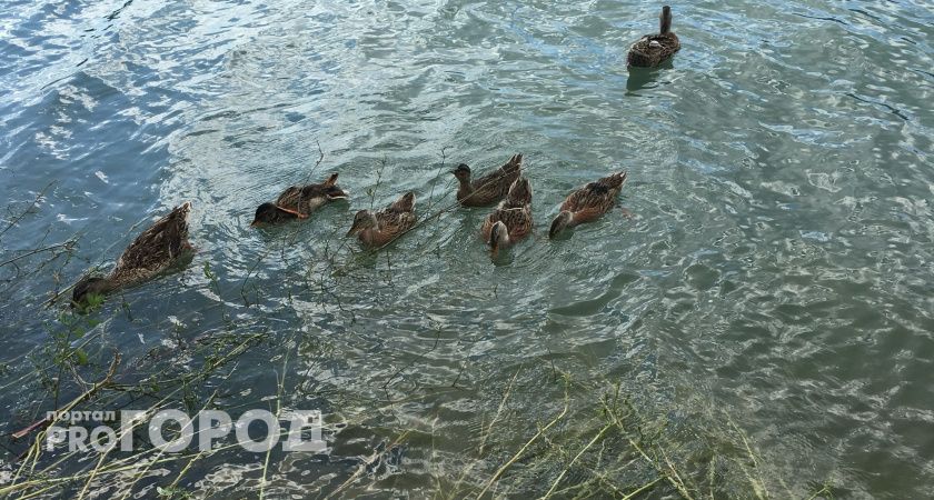 В Челябинске провели операцию по переселению утиной семьи
