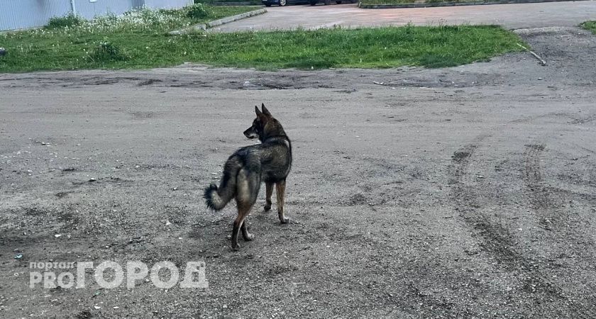 Челябинцам рассказали об опасности лептоспироза для животных