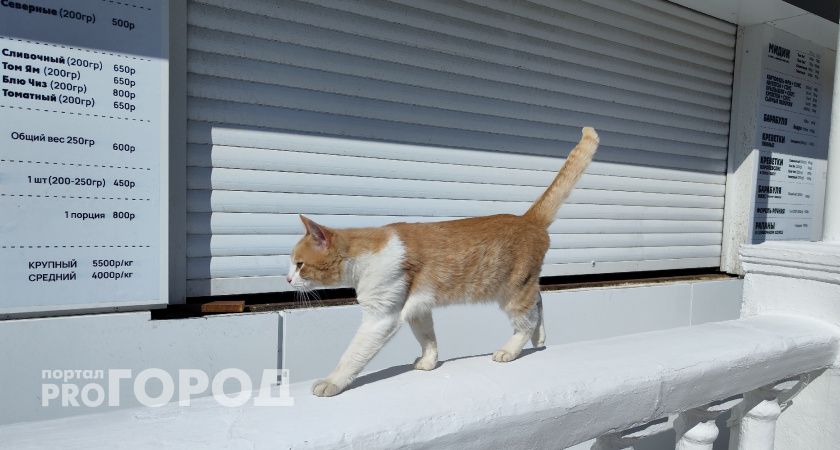 “Четыре дня мяукал”: в Челябинске соседи спасли котенка, которого хозяин оставил в квартире