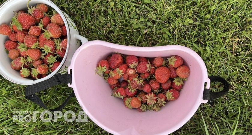Жителям Челябинска подсказали, где найти богатый урожай лесной клубники