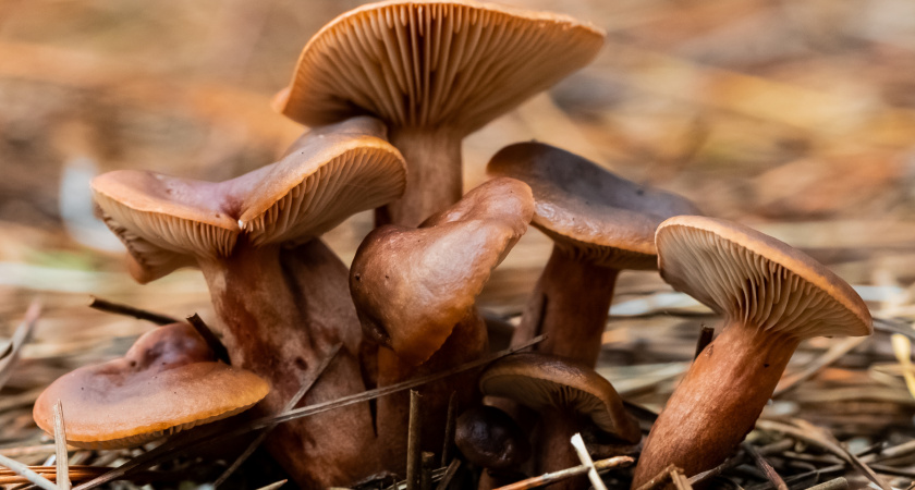 Родственник рыжика - с плотной структурой, сладкий и мясистый: грибники его не собирают, а зря!