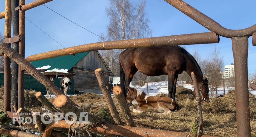 В Челябинской области ведутся поиски места для разведения лошади Пржевальского