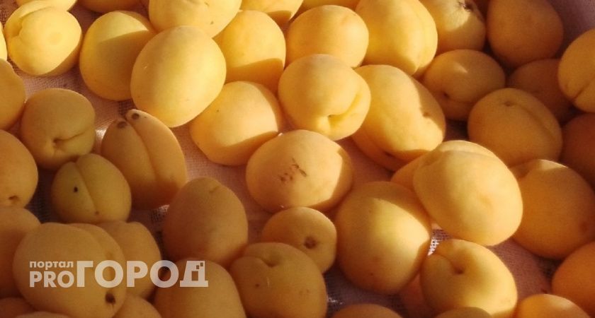 Абрикосы зацвели у стен челябинского архива