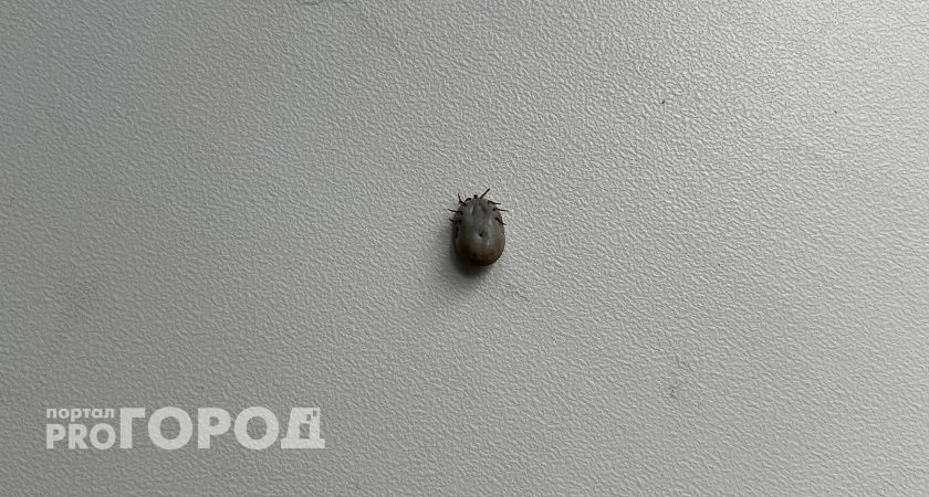 В Челябинской области каждый четвертый клещ переносит боррелиоз