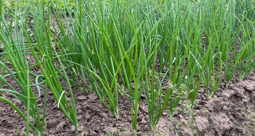 Грядка после чеснока — золотая жила: три культуры, которые успеют вырасти до осенних холодов