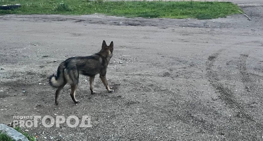 В Челябинской области кинологический чемпионат соберет лучших спасателей страны