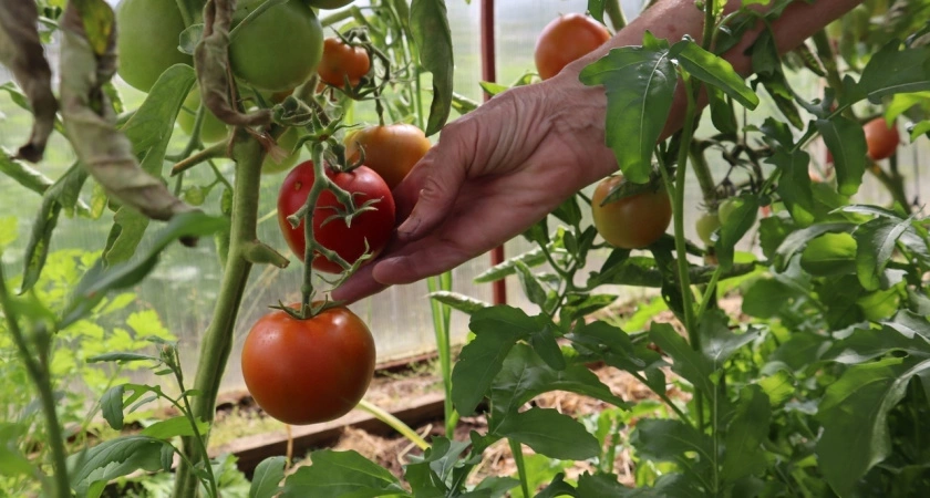 30 гр. на 10 л. воды — и фитофтора уйдет прочь — совет от кандидата с/х наук