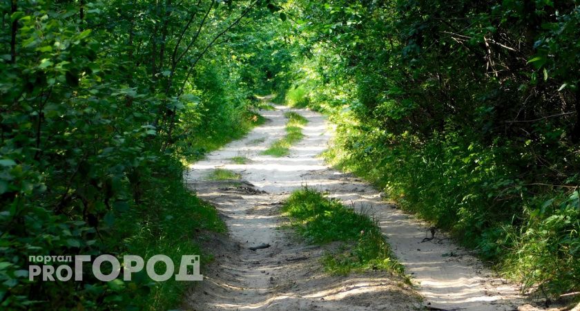 Челябинец проложил дорогу к даче, вырубив два десятка деревьев