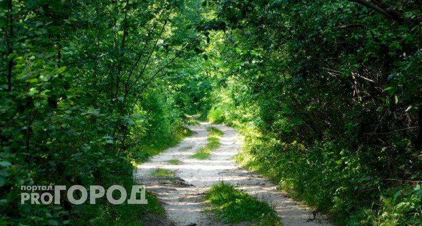 В одном из городов Южного Урала ищут гуляющего медведя 