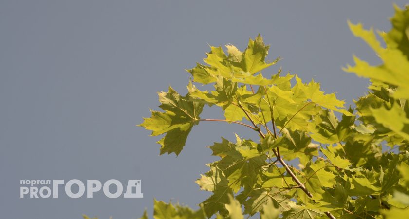 Жара вновь вернулась в Челябинскую область: синоптики дали прогноз на 7 августа 