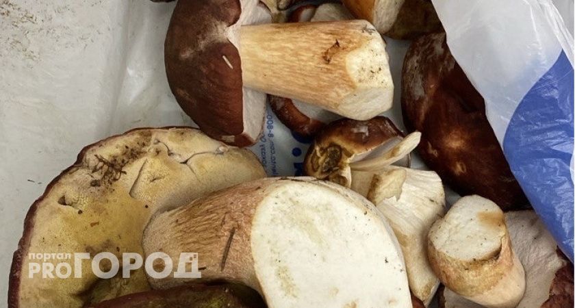 Жители Челябинской области хвастаются богатым урожаем белых грибов