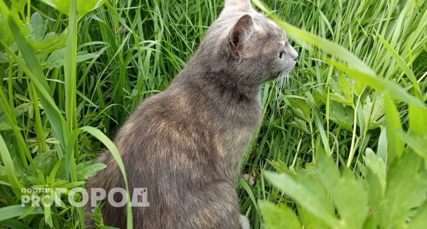 В Челябинской области повторно оштрафован владелец незаконных выставок животных 