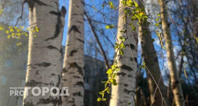 Южноуралец незаконно вырубил в лесу березы на 300 тысяч рублей