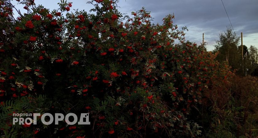 В первый день осени в Челябинской области пройдут дожди