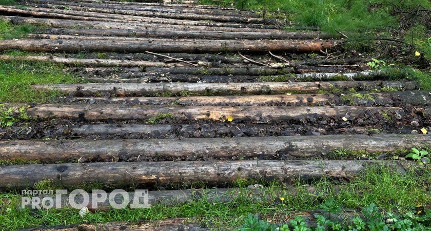 В Челябинской области неизвестные бульдозером вырубили деревья
