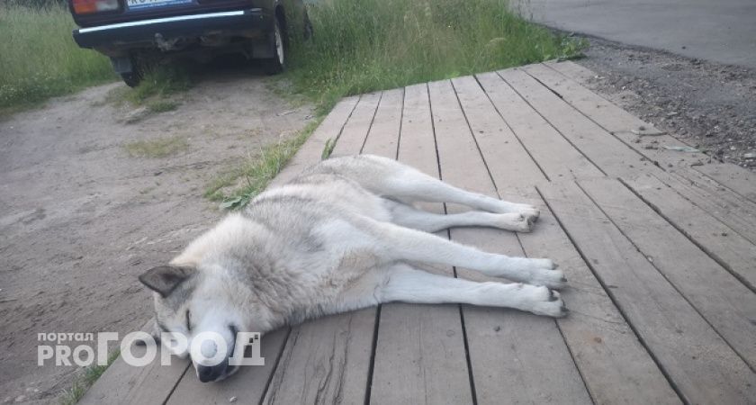 В Челябинске собака напала на детей: мать оставила питомца в квартире с несовершеннолетними и ушла