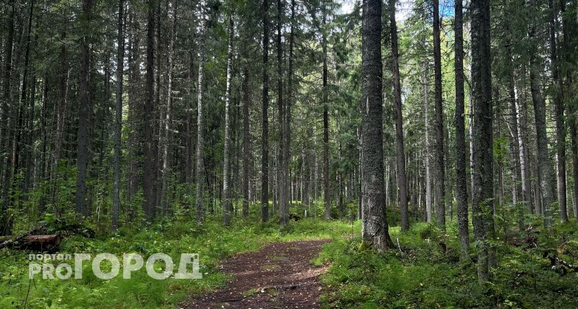 В одном из районов Южного Урала заметили медведя