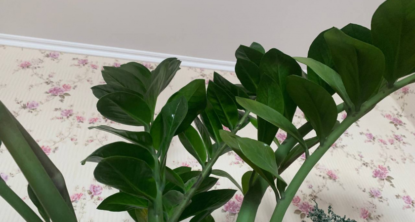 Развожу 1 таблетку в 1 л. воды – и поливаю цветы: спатифиллум, замиокулькас и орхидея бешено прут в рост