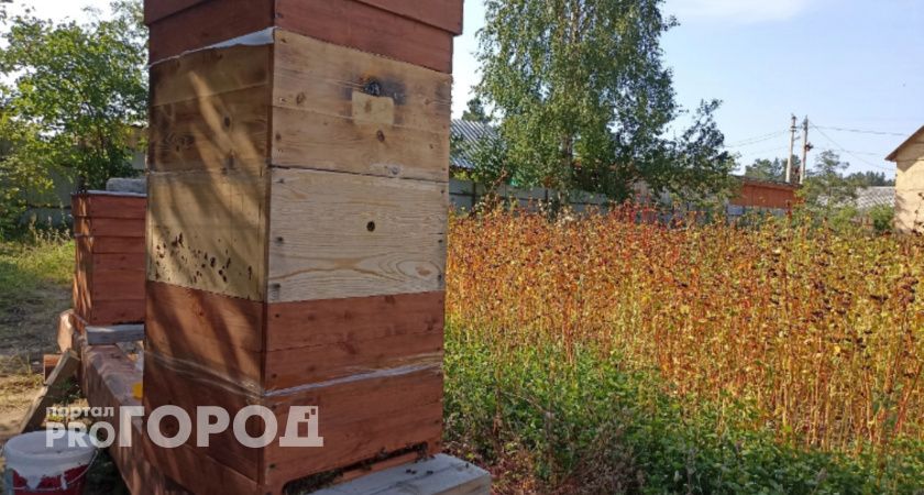 Южноуралеца наказали из-за отсутствия поилок для пчел