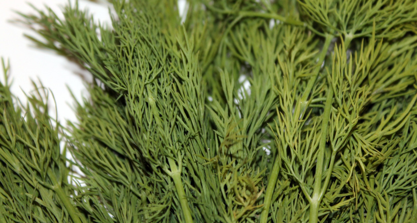 Зелень останется такой же свежей почти месяц: хитрость из дорогих ресторанов