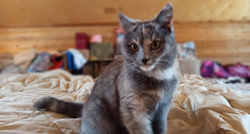 В Челябинске объявлен карантин по бешенству животных