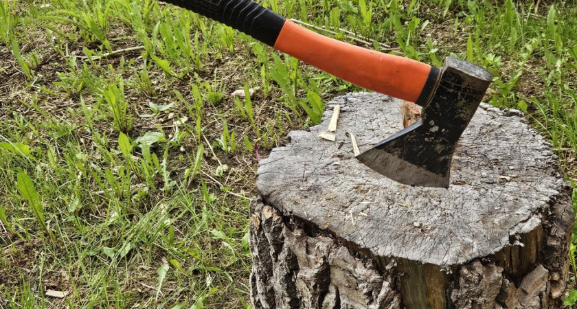 Незаконная вырубка в Челябинской области обернулась пятью уголовными делами