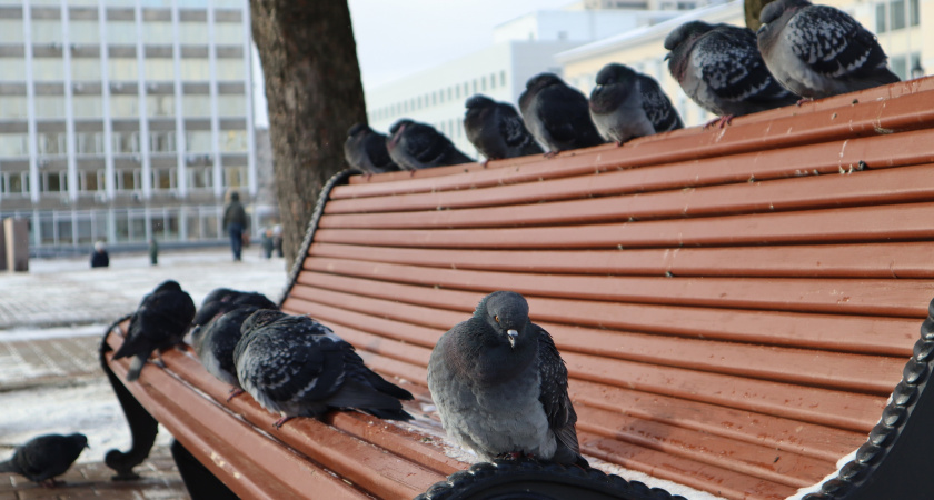 Арктический антициклон обрушит мороз на Челябинскую область 4 ноября