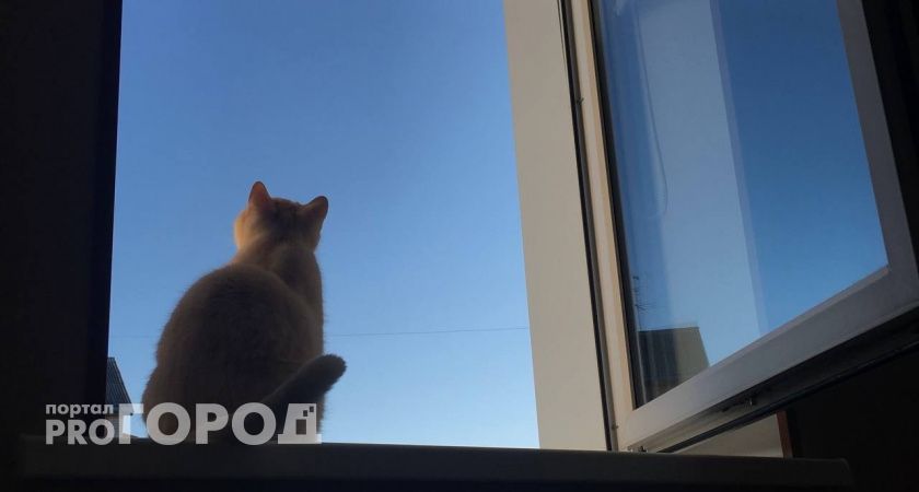 В Челябинской области мать жестоко расправилась с кошкой на глазах у маленькой дочери