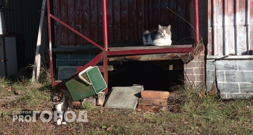 В Челябинской области хозяевам собак и кошек придется чипировать своих питомцев