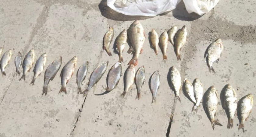 Жители Челябинской области заплатят за незаконный улов рыбы из водохранилища