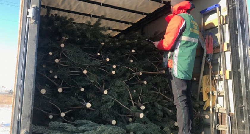 22 тысячи новогодних сосен из Челябинской области порадуют жителей Казахстана и шесть регионов России