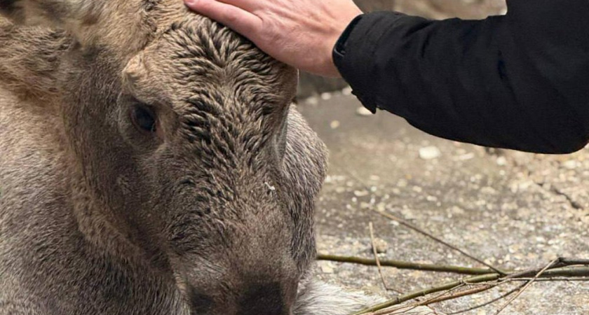В южноуральском нацпарке борются за жизнь осиротевшего лосенка, поступившего в критическом состоянии