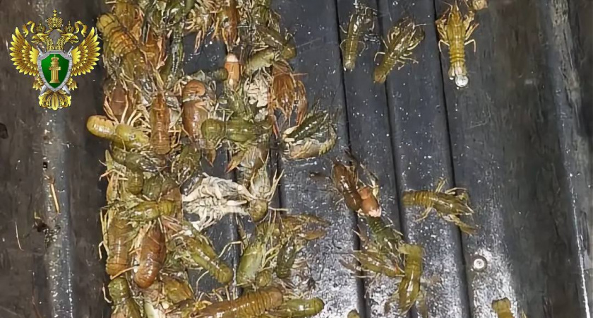 Челябинцу грозит суд за незаконный улов озерных раков 